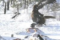 Adlerangriff Adler greift Fuchs an eagle attacks fox Adlerattacke 4