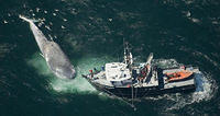 Blauwal-Blue whale das groesste Tier aller Zeiten 4