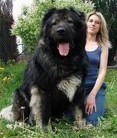 Riesenhund grosser Hund die groessten Hunde der Welt 11