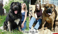 Riesenhund grosser Hund die groessten Hunde der Welt 14