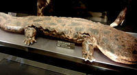 Riesenlurch-Riesensalamander-Riesen-Amphibium-Riesen-Schwanzlurch das-groesste-Amphibium-der-Welt 1
