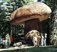 Riesenpilz biggest mushroom der groesste Pilz der Welt 1