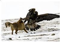 Adlerangriff Adler greift Fuchs an eagle attacks fox Adlerattacke 9