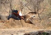 Adlerangriff Adler greift Geier an eagle attacks vulture Adlerattacke 1