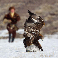 Adlerangriff Adler greift Hase an eagle attacks rabbit Adlerattacke 1
