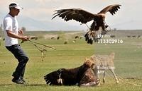 Adlerangriff Adler greift Hund an eagle attacks dog Adlerattacke 1