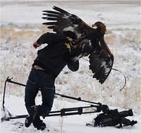 Adlerangriff Adler greift Mensch an eagle attacks human Adlerattacke 1