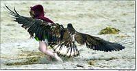 Adlerangriff Adler greift Mensch an eagle attacks human Adlerattacke 3