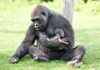Die groessten Tiere der Welt die groessten Affen Gorillas