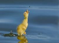 Ente Jungtier laeuft auf Wasser und versucht Fliege zu fangen