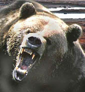 Grizzly Baer 1