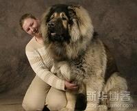 Riesenhund grosser Hund die groessten Hunde der Welt 5