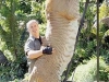 Liger - Die größte Raubkatze der Welt