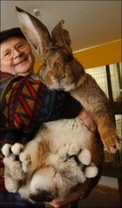 Riesen Hase - größter Hase der Welt - Giant rabbit