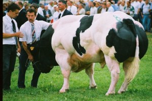 Weißblaue Belgier – die größten und stärksten Kühe der Welt